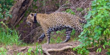 morte pantanal