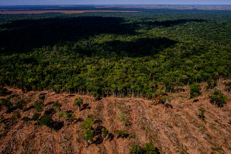 desmatamento em floresta