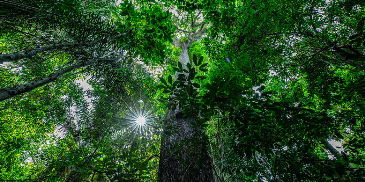 árvores floresta amazônica