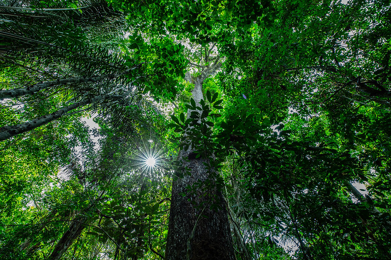 árvores floresta amazônica