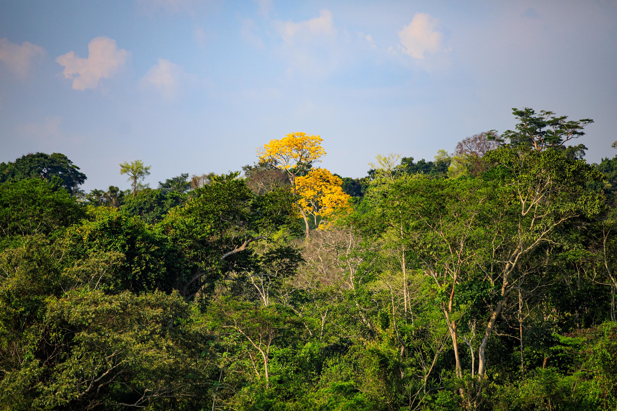 Floresta Amazônica