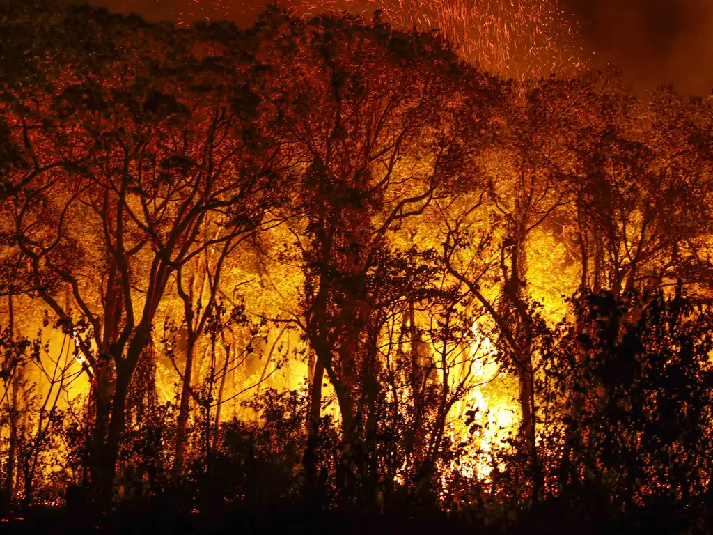 Porto Jofre (MT) 16/11/2023 – Árvores sendo consumidas pelo incêndio florestal que atige o Pantanal. Foto: Joédson Alves/Agência Brasil