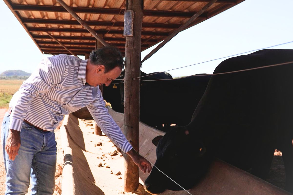 Mato Grosso é pioneiro em crédito para pecuária sustentável via Eco Invest 2